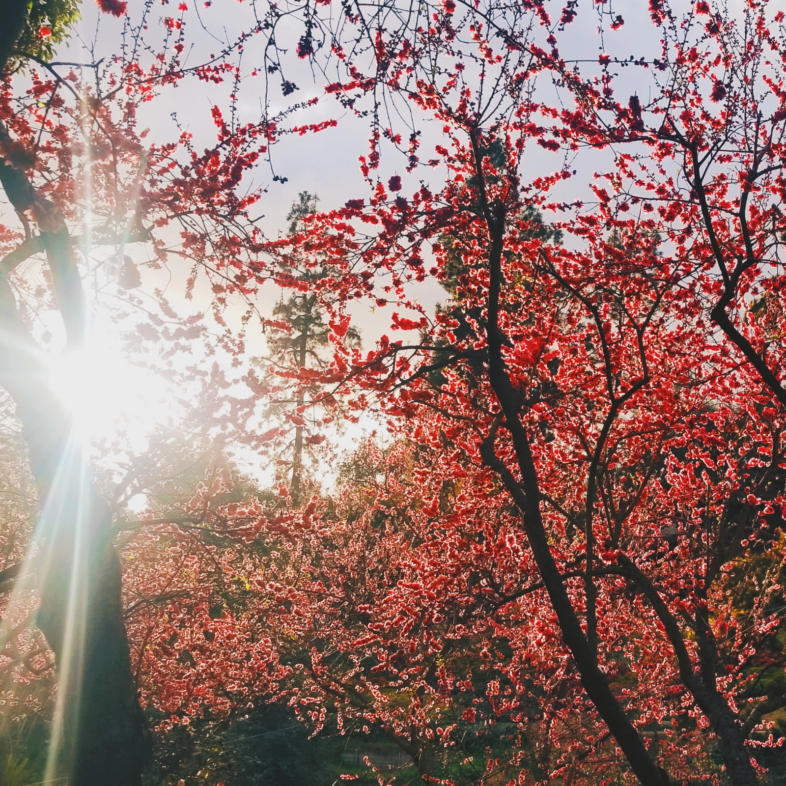 Sun coming through a tree with pink blooms