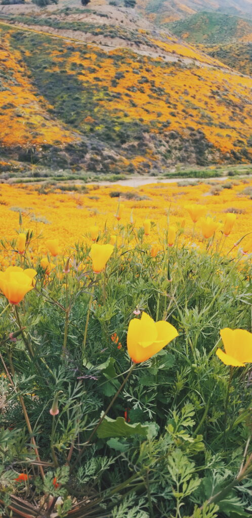 Field of yellow poppy flowers