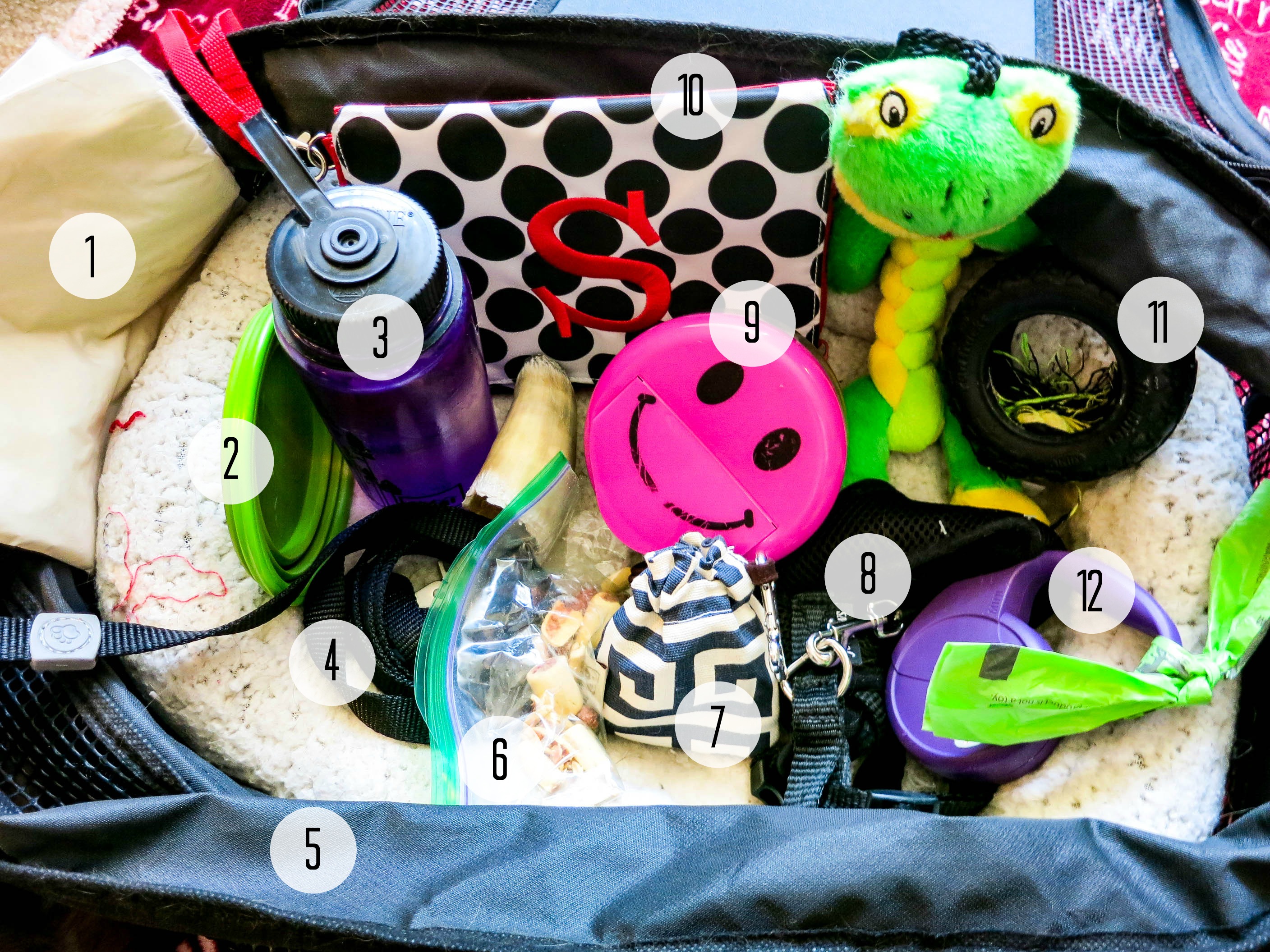 Supplies for flying with pet