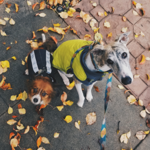 Two dogs in rain jackets surrounded by leaves