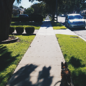 Dog on a leash in a neighborhood with trees