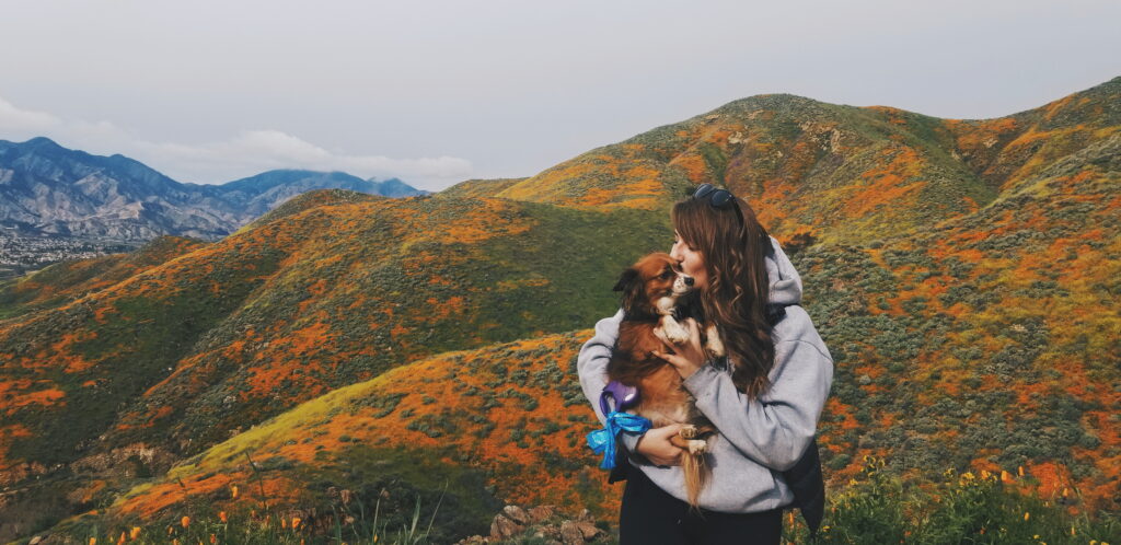 A girl kissing her dog with field of wildflowers in the background