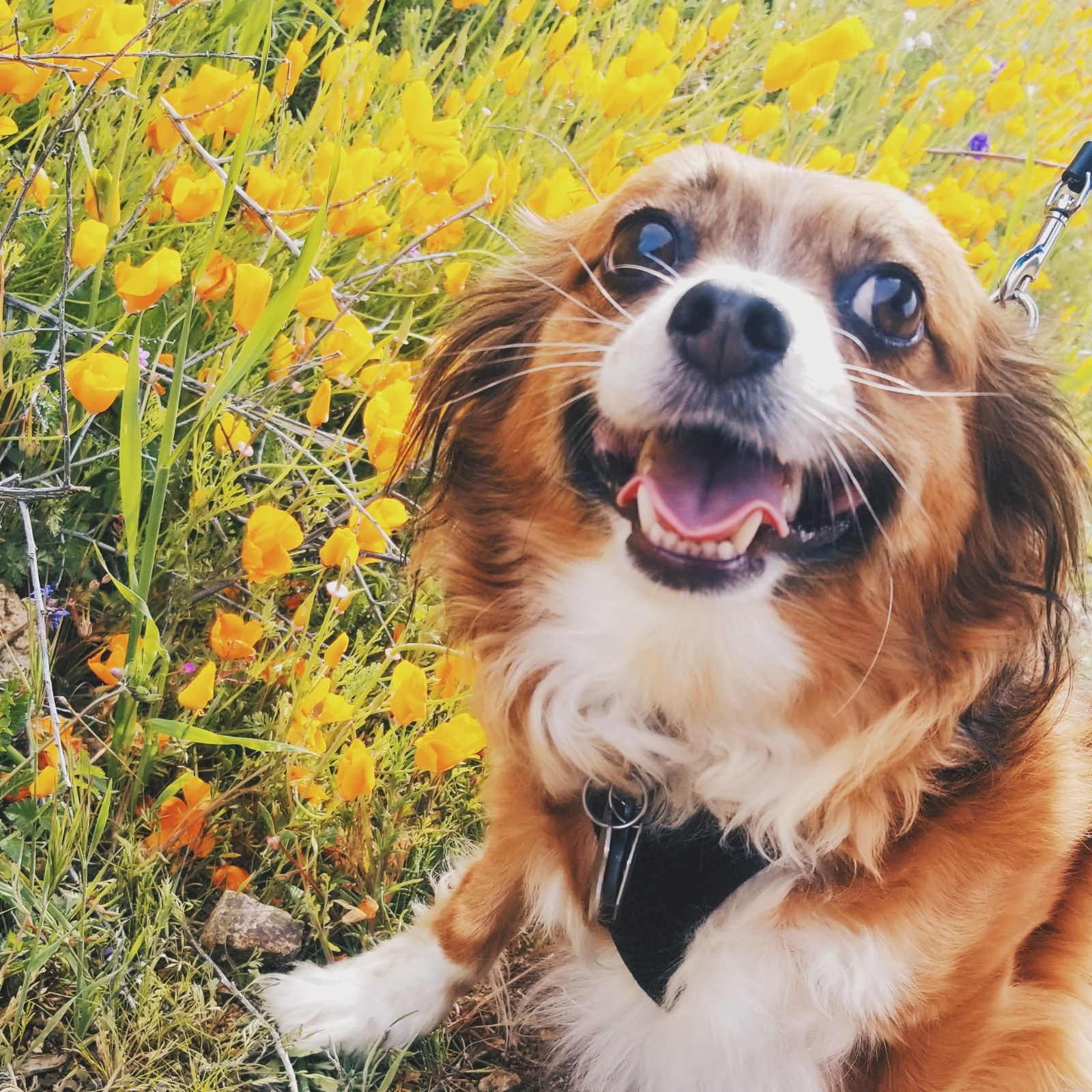 A dog happy, sitting in a field of poppies